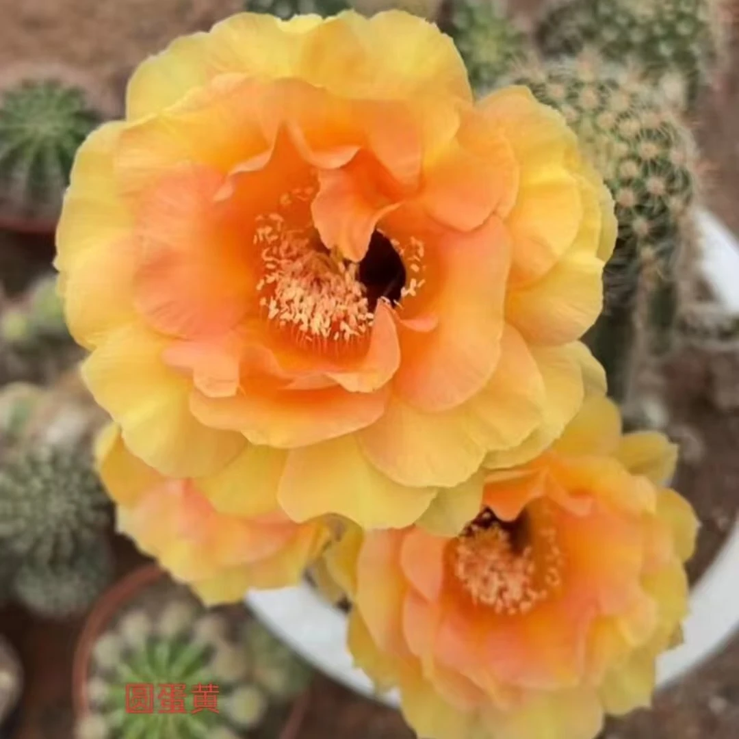 凤羽家彩草3公分侧芽