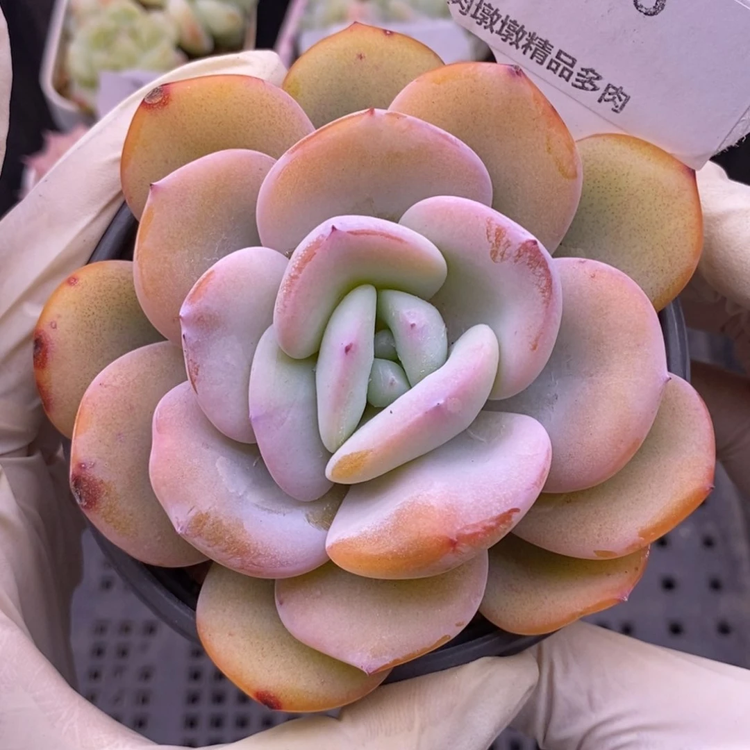 【闪购商品】25-06奶茶
