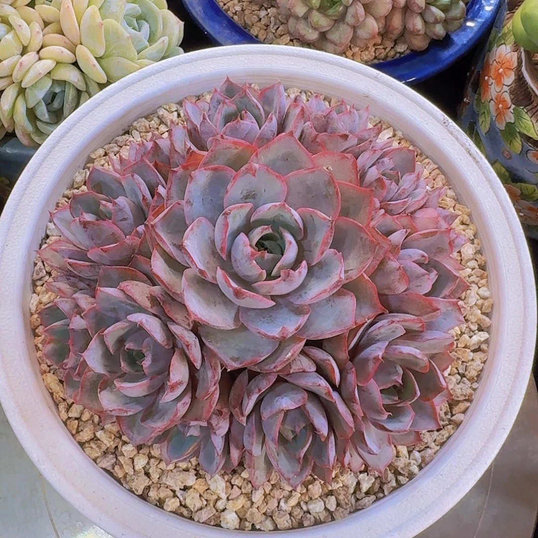 完美捧花老桩赫拉多肉一物一拍