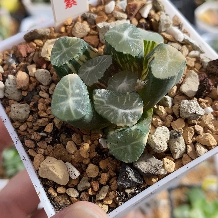 47玉龙万象锦一物一拍