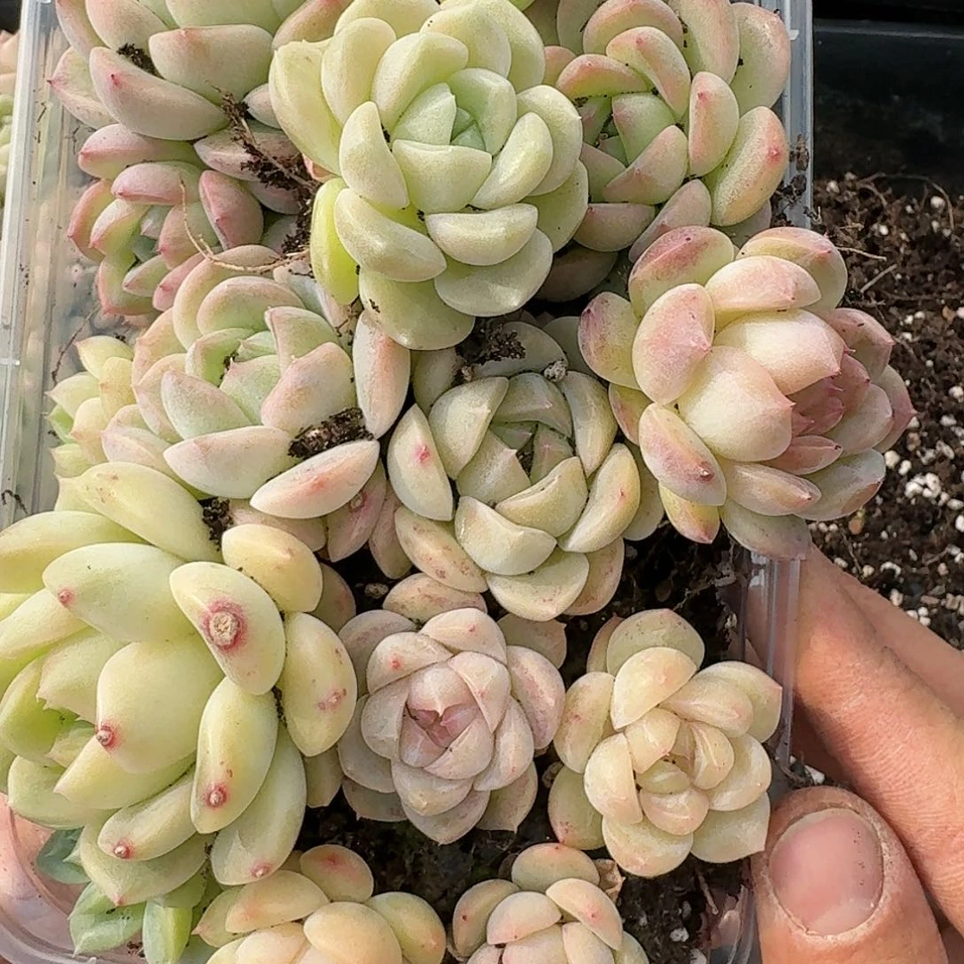 一*杂交新品珍妮多肉262