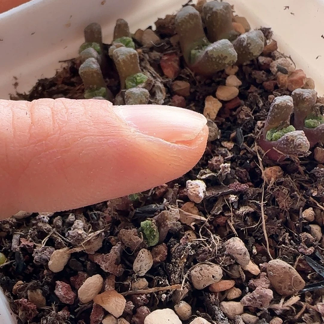 q****r28包邮脱土发货25645