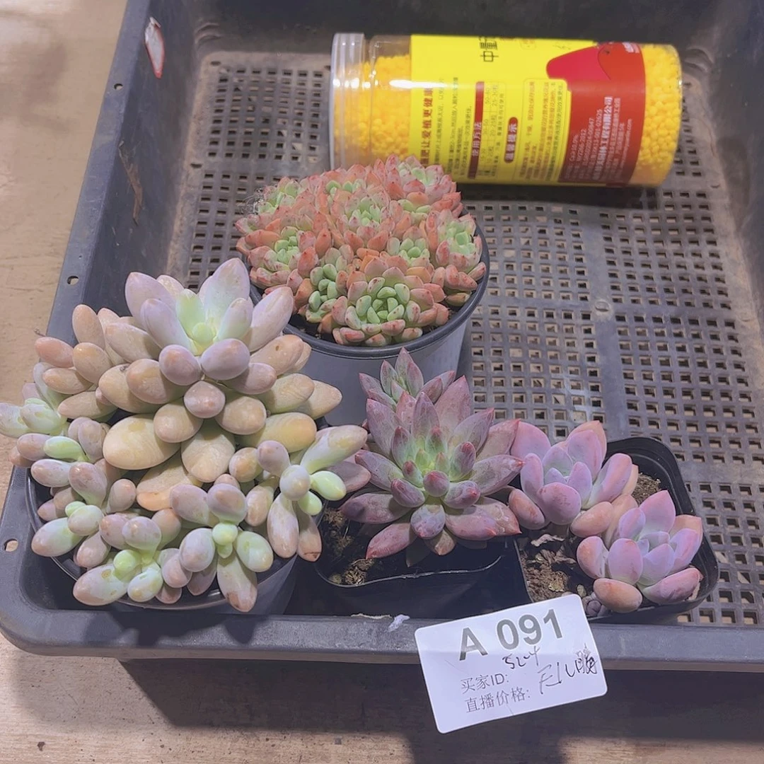 多肉091多肉植物1