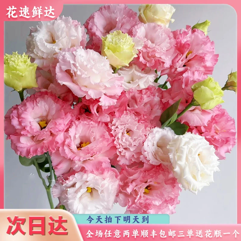 次日达【阳光粉桔梗一份】鲜花批发直播两单顺丰包邮三单送花瓶