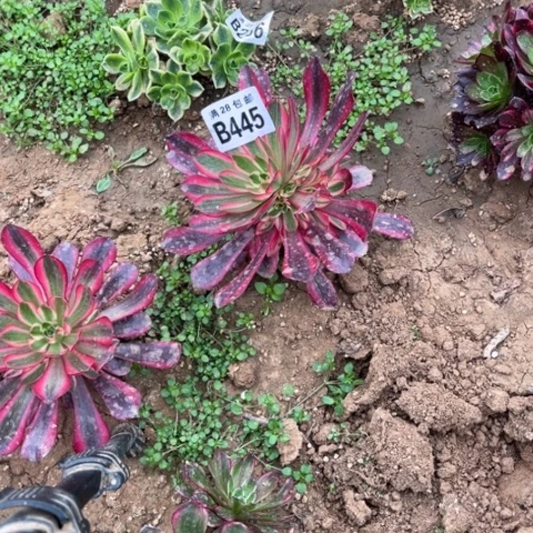 445美杜莎不包断枝