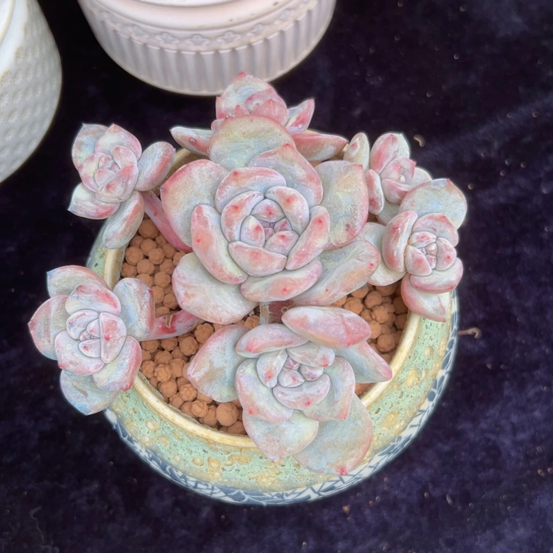 新年快乐 新年快乐