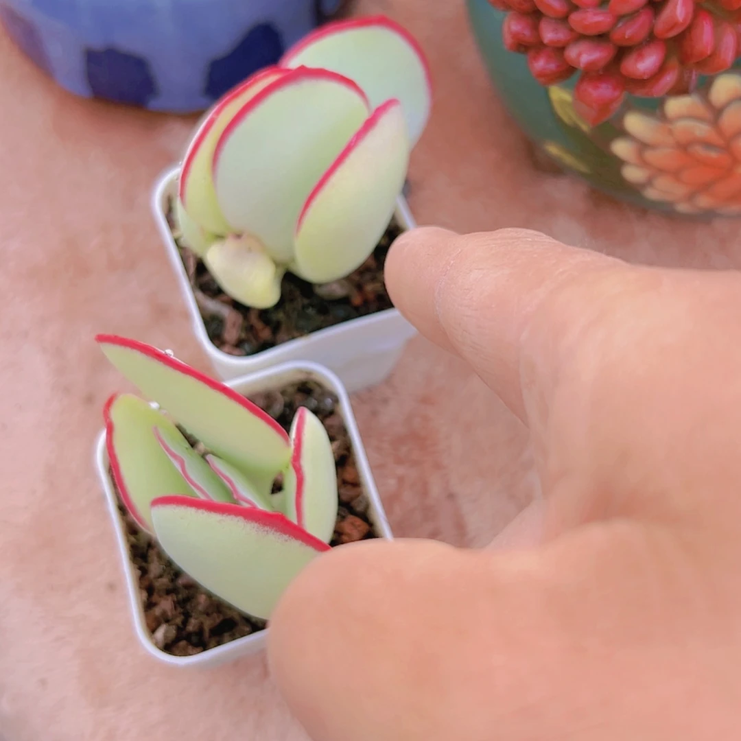 【闪购商品】白眉6.8