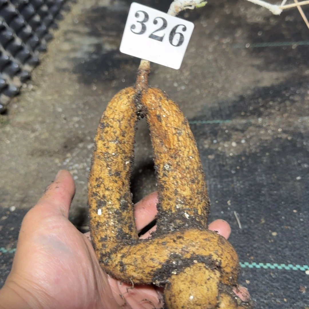 象足葡萄瓮扦插多肉植物