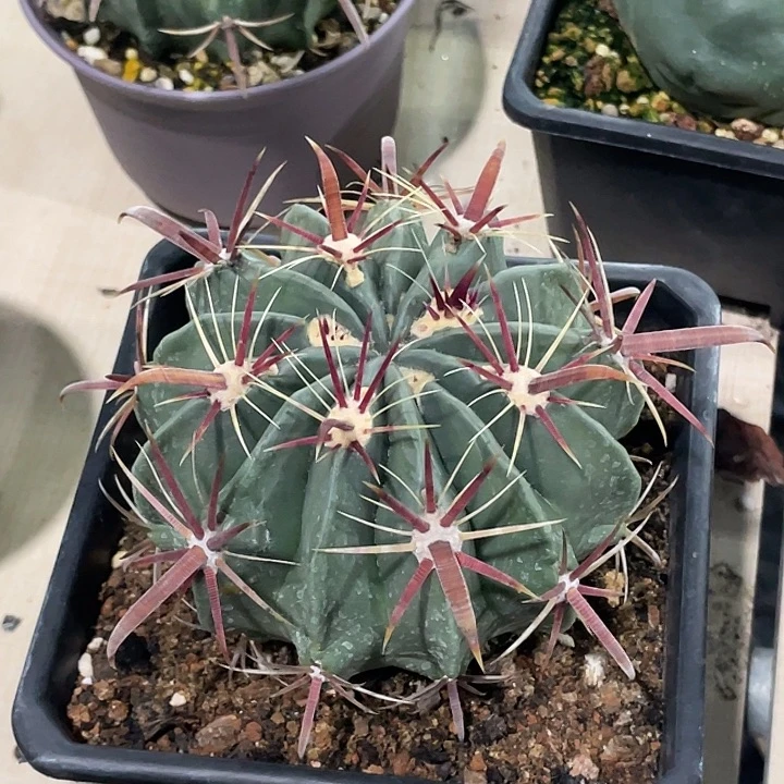 日出实生仙人球