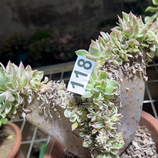 宸***涵多肉植物一个清莲118