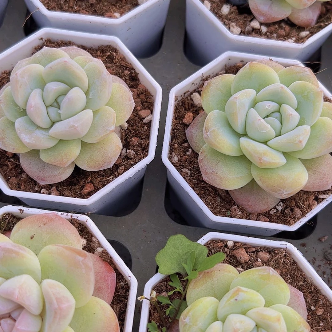 钻石冰玉2颗19包邮