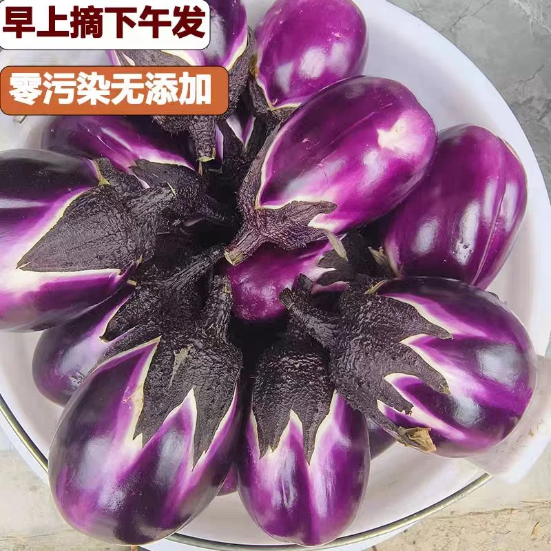 【一村一品】农家新鲜紫茄子现采现发