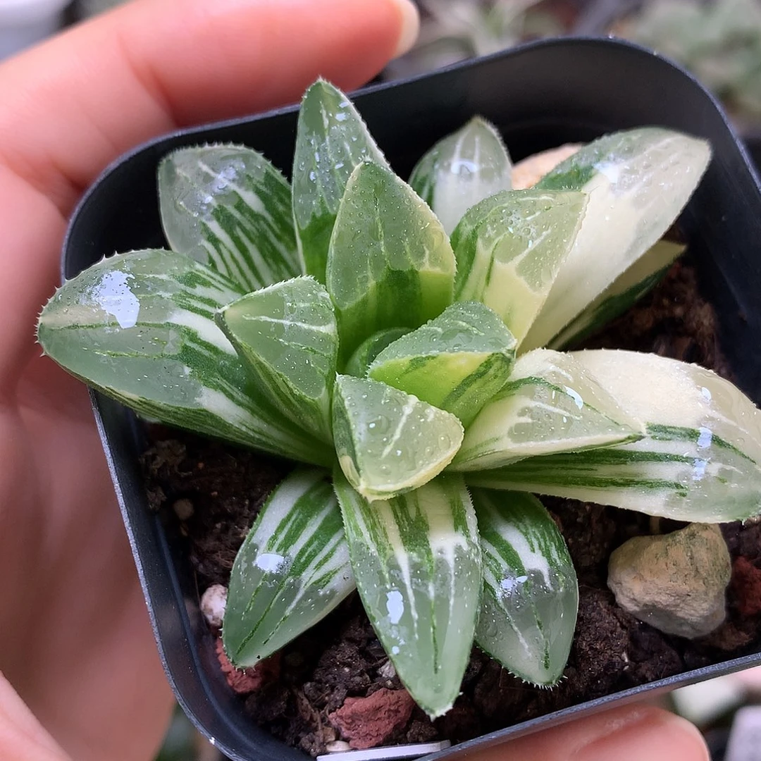 姬寿锦带盆土带盆土