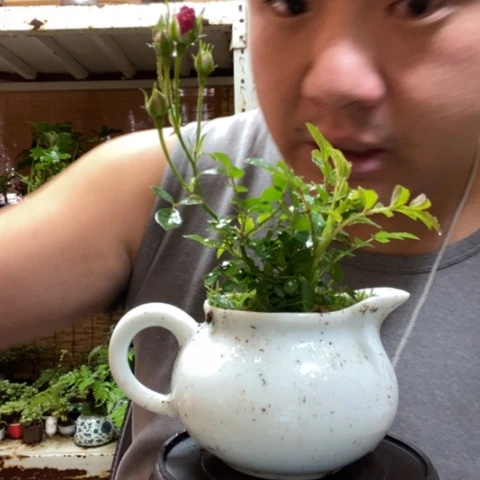 红陶一物一拍所见即所得8