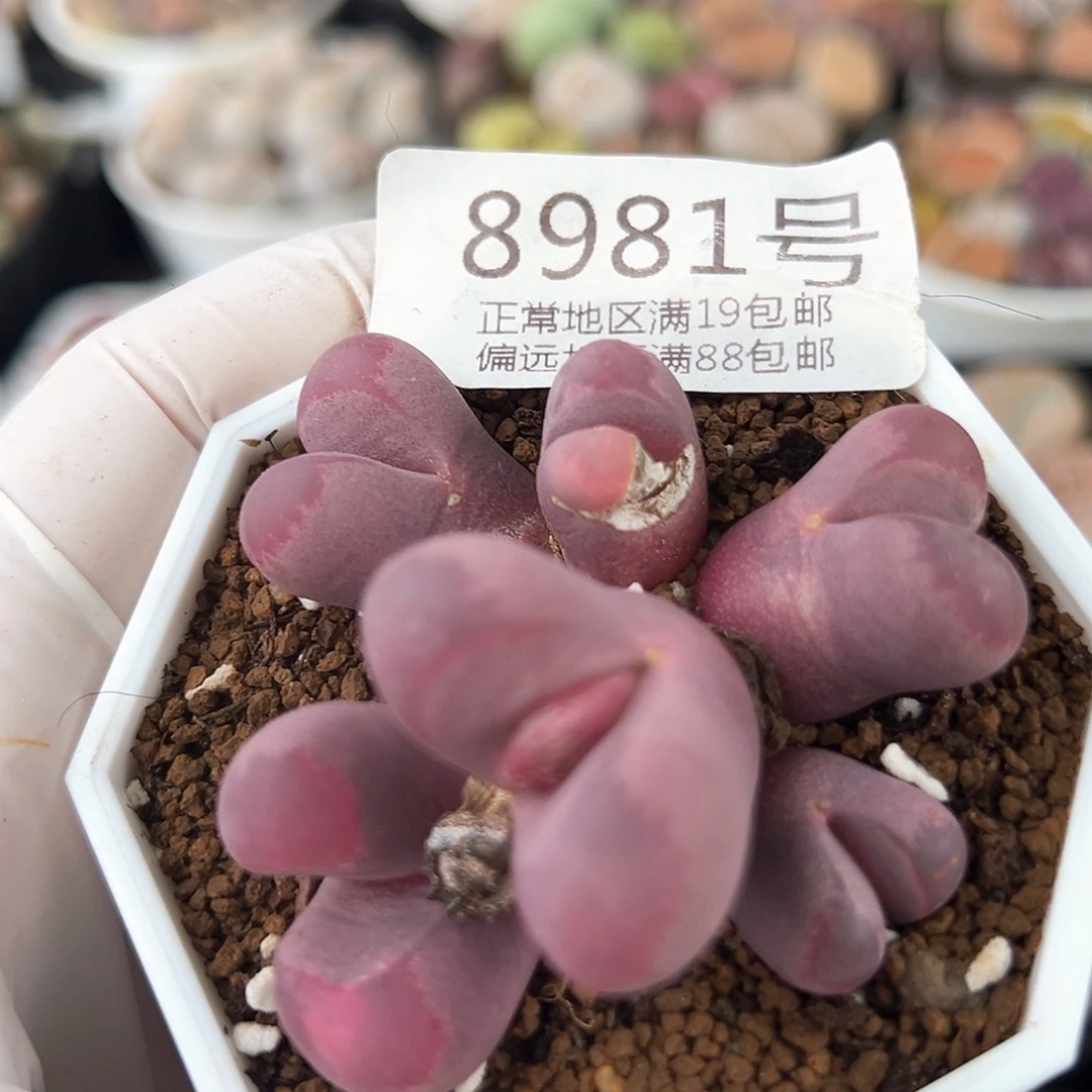 8981红大内群有头老疤特价