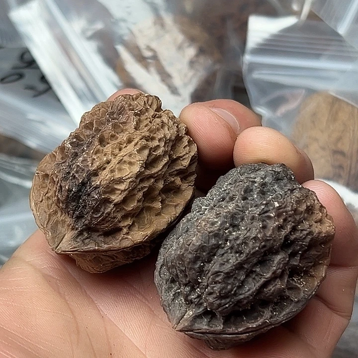 核桃10七彩妖蟾44尺