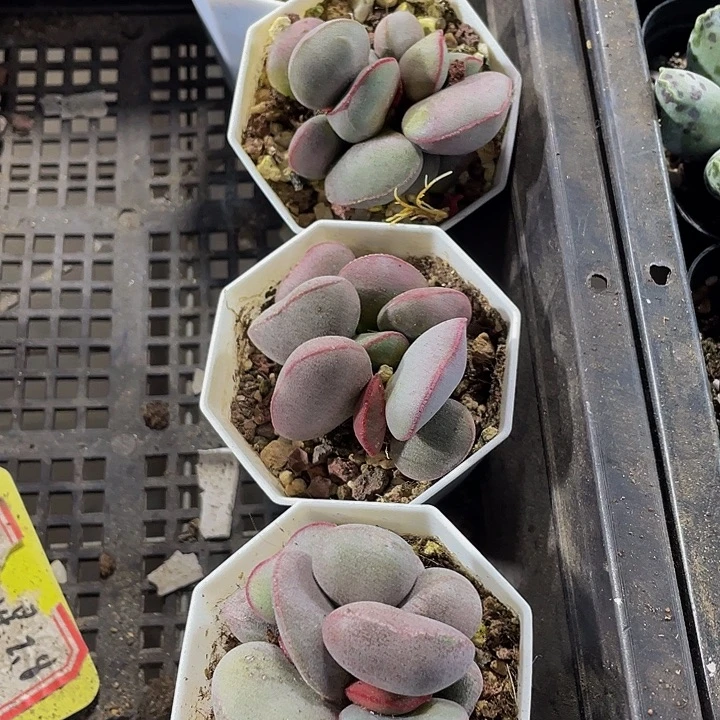 红蛋水泡带盆土发