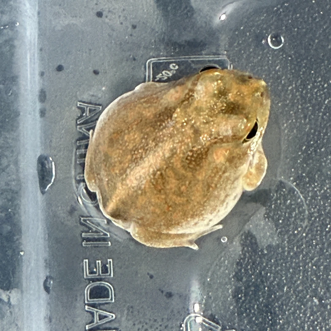 生物堂波子角蛙一只
