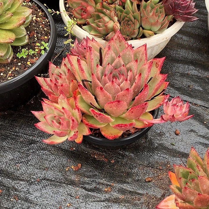 美肉特价活动开始了