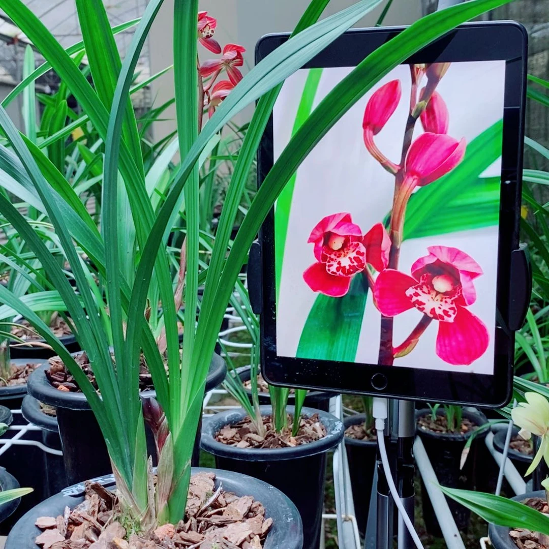 大部分花苞少量开放