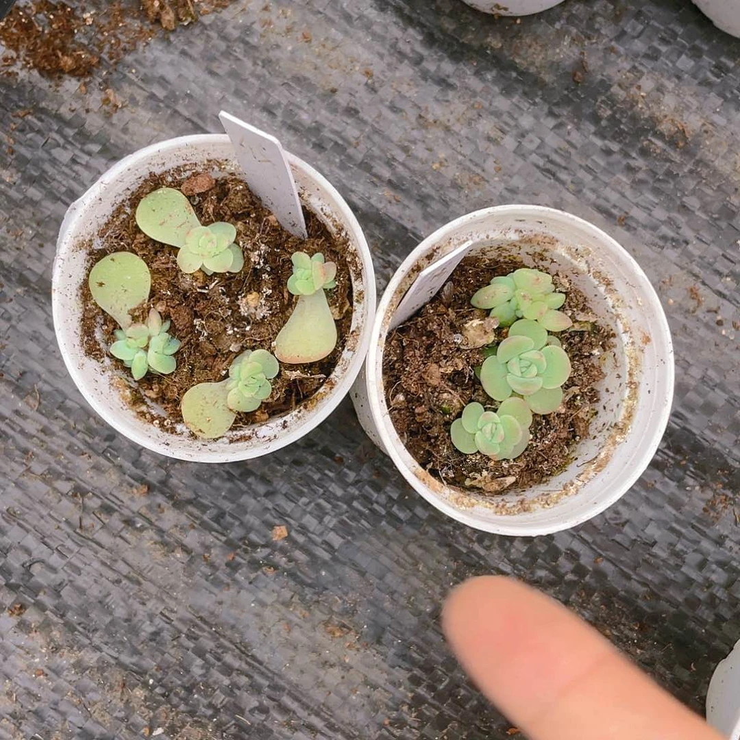 615 芝麻中苗盆一个满25包邮