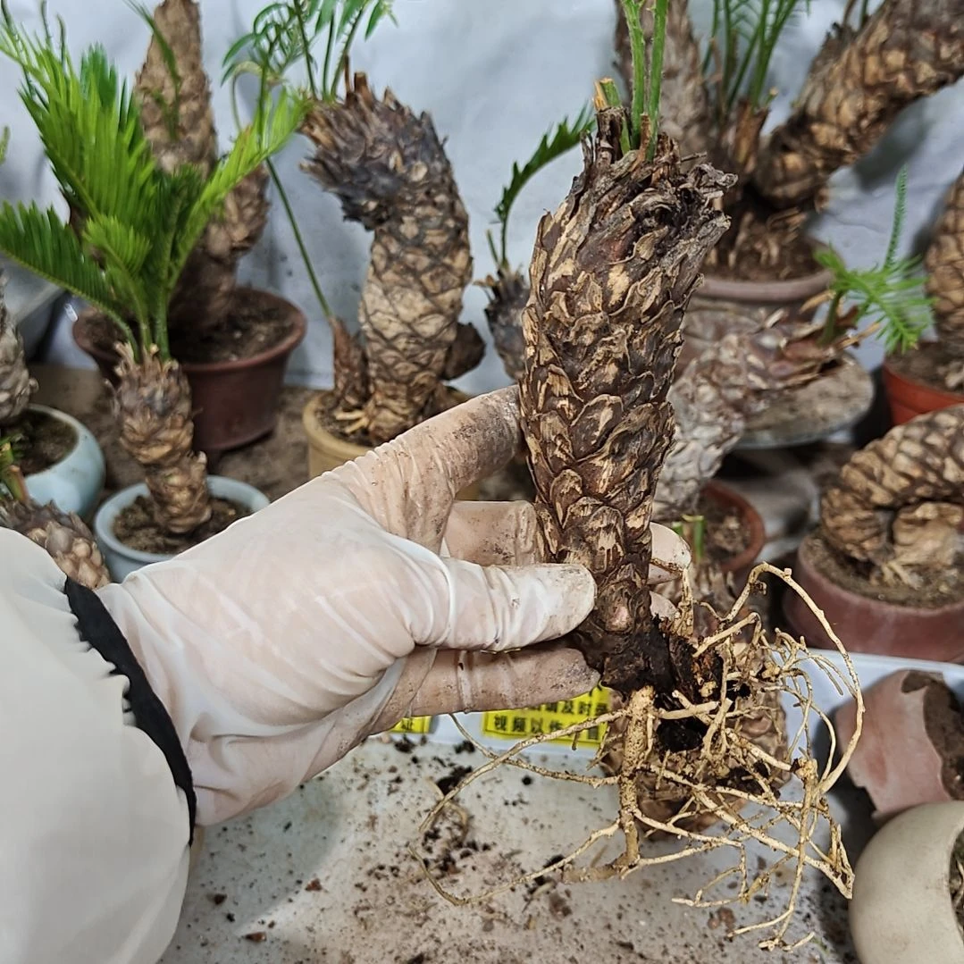 无花朵白鳞铁盆景基地价