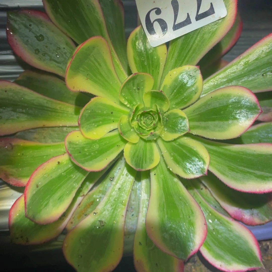 赤子心多肉植物779