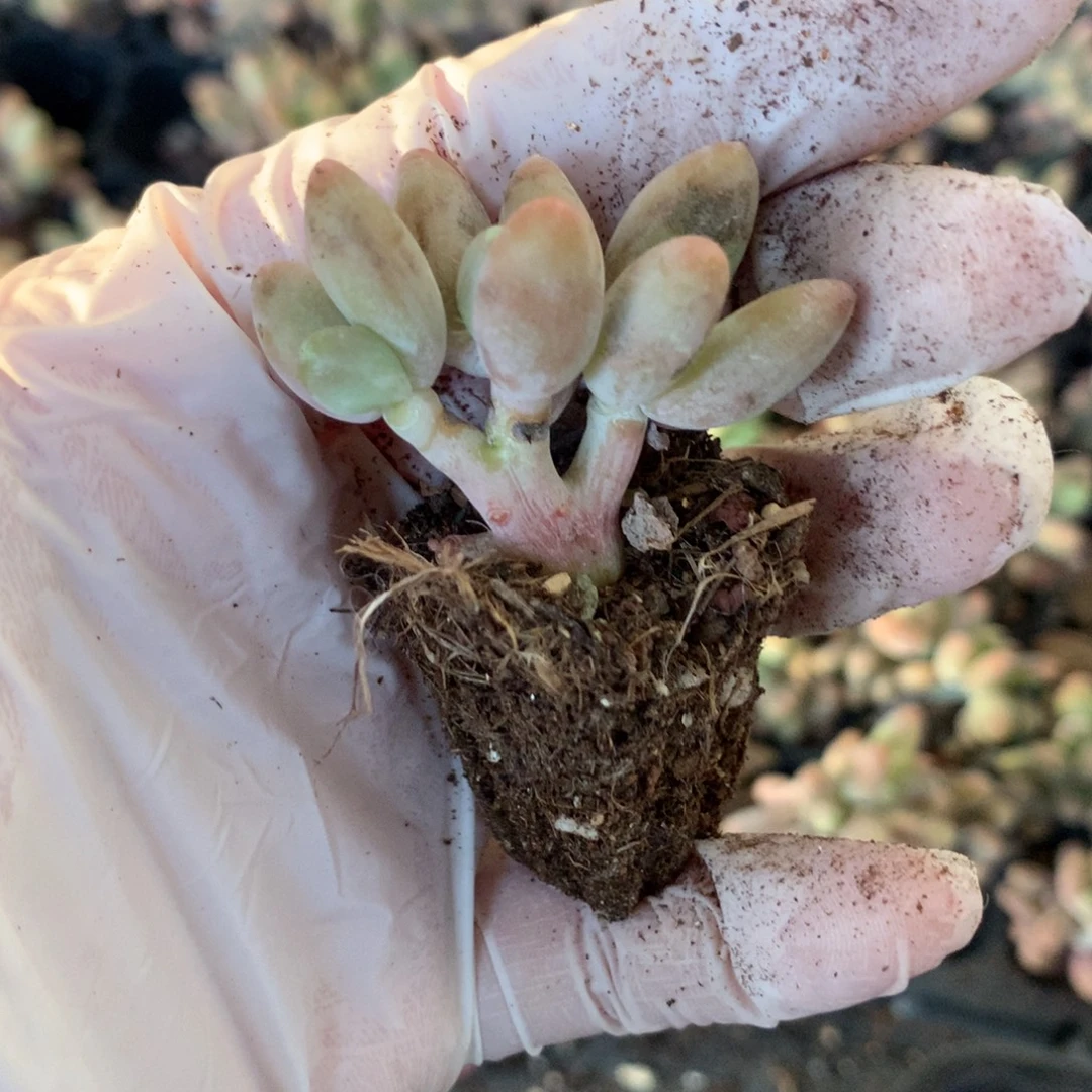 芒果奶芒果奶酪多肉瑕疵特价