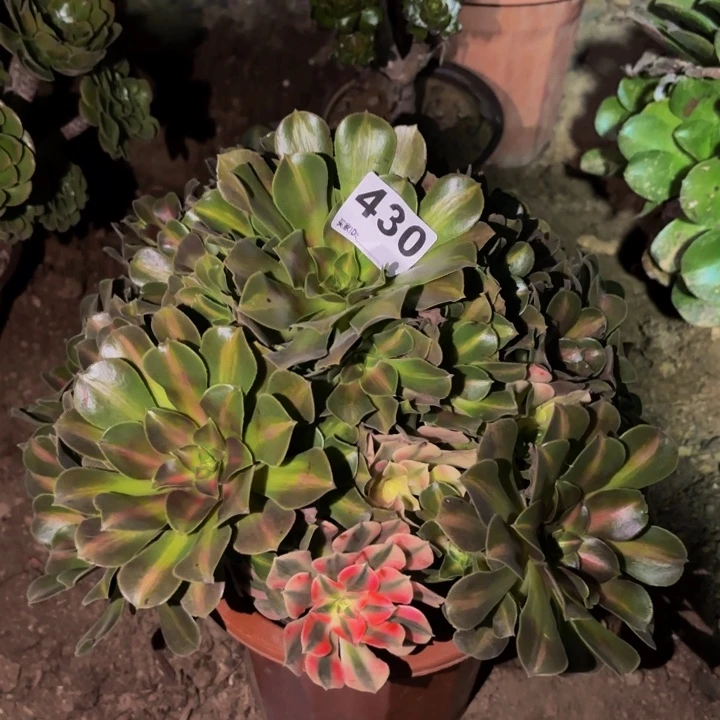 430妖月多肉植物不售后中班