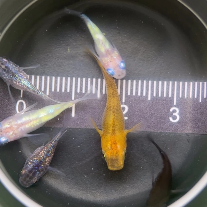 海水鱼混搭球球55号