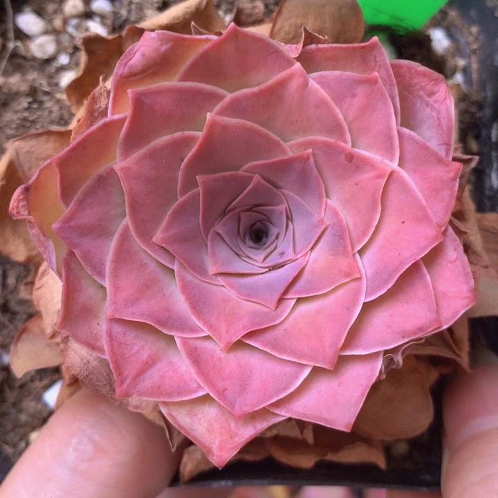 一物一拍玉麒麟046
