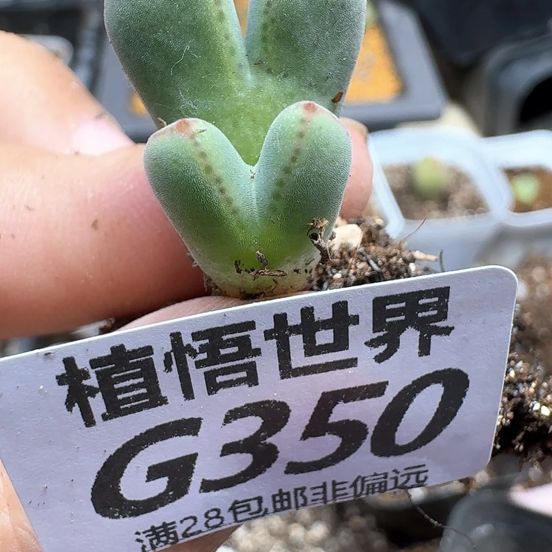 多肉植物的润泽fgbn