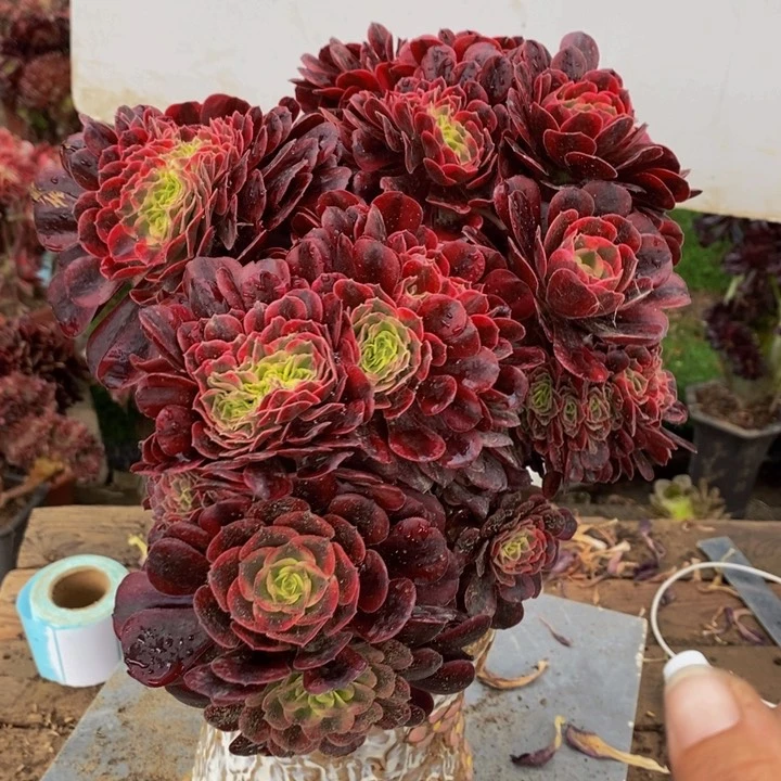 九****?美杜莎缀化多肉1颗