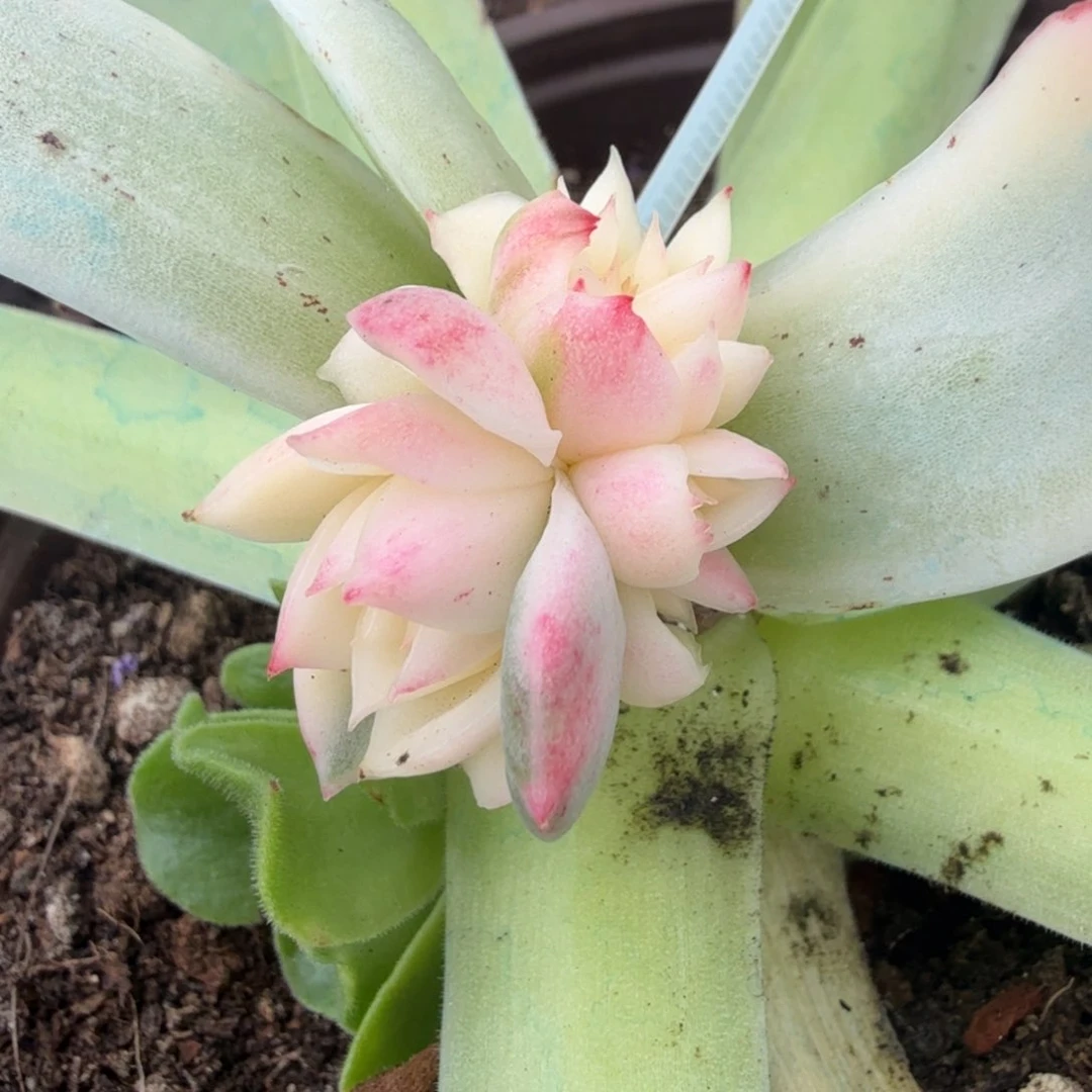 杂交新品腹轮锦带嫁接木