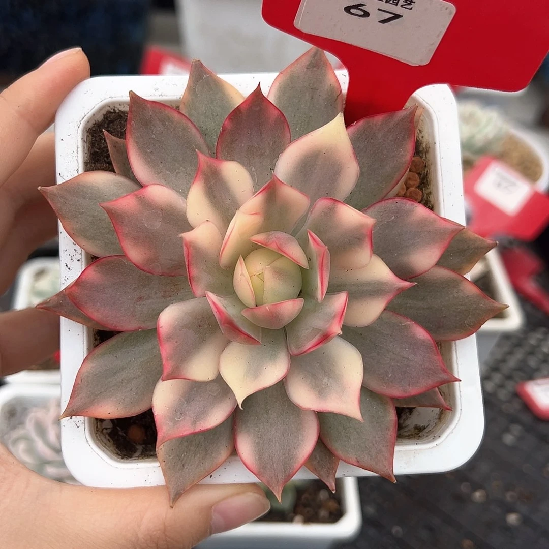 67号宝莲灯锦多肉植物