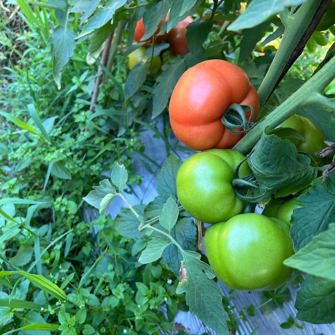 云南露天种植自然熟番茄沙瓤西红柿洋柿子