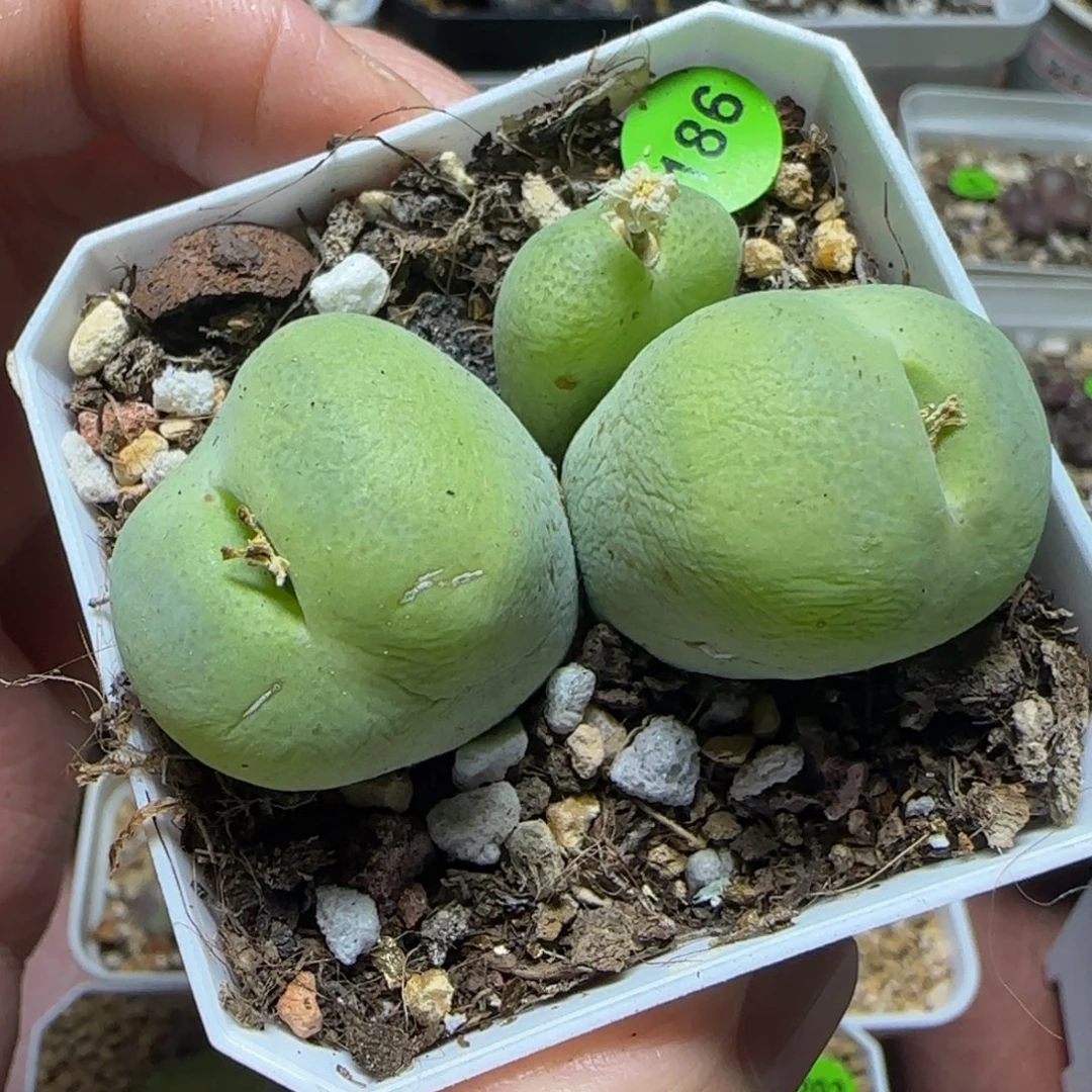 巨无霸翠光玉多肉植物186