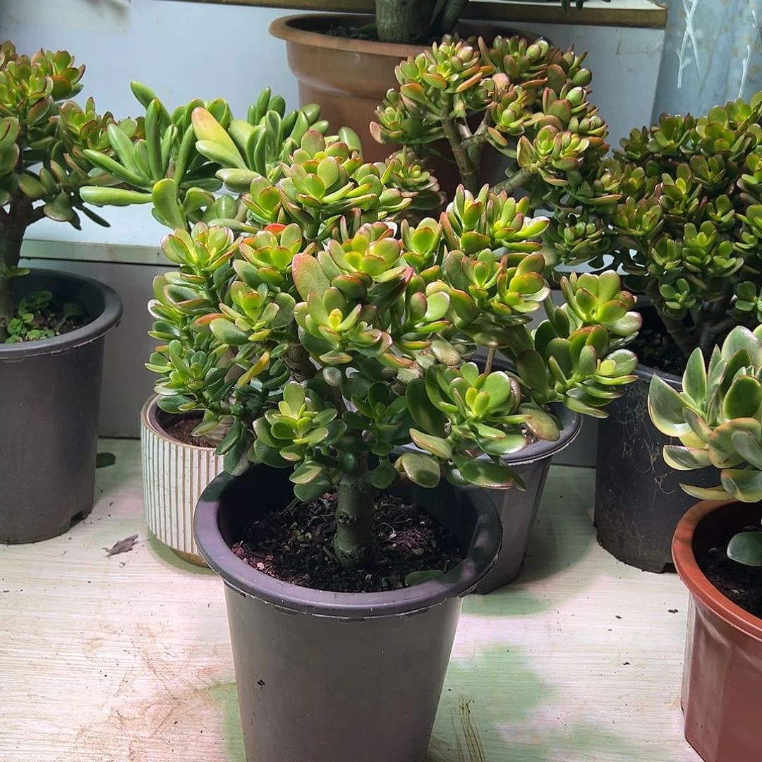 3年摇钱树带土球发货