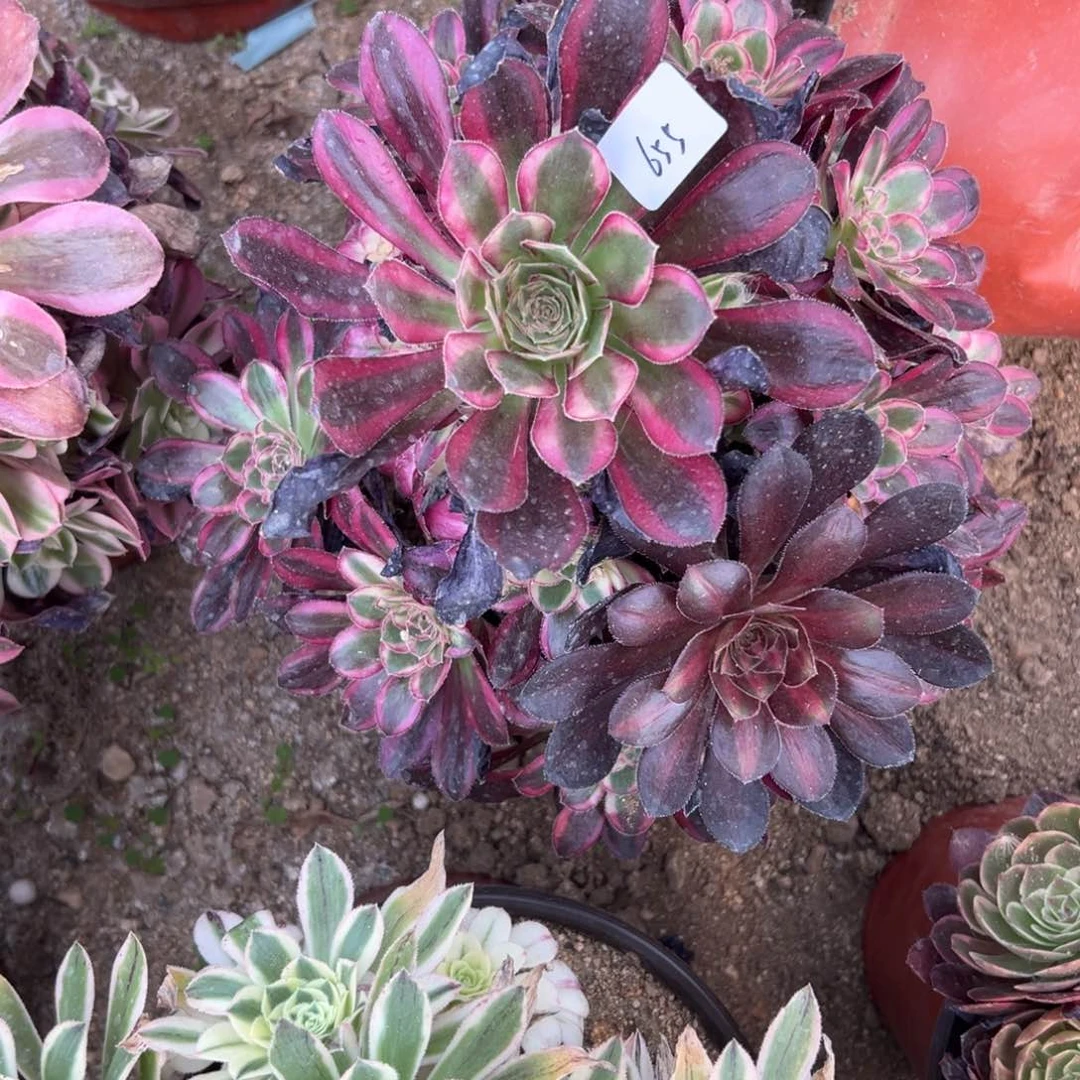 655冰激淋多肉植物系