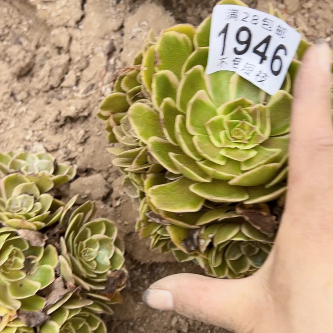 1946多肉植物法师