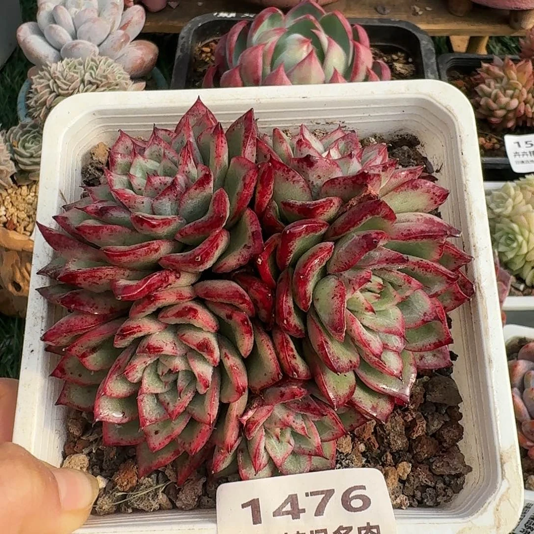 1476一物一拍（满28包邮）