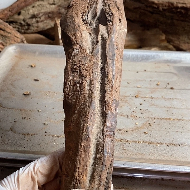 黄花梨/降香黄檀陌*