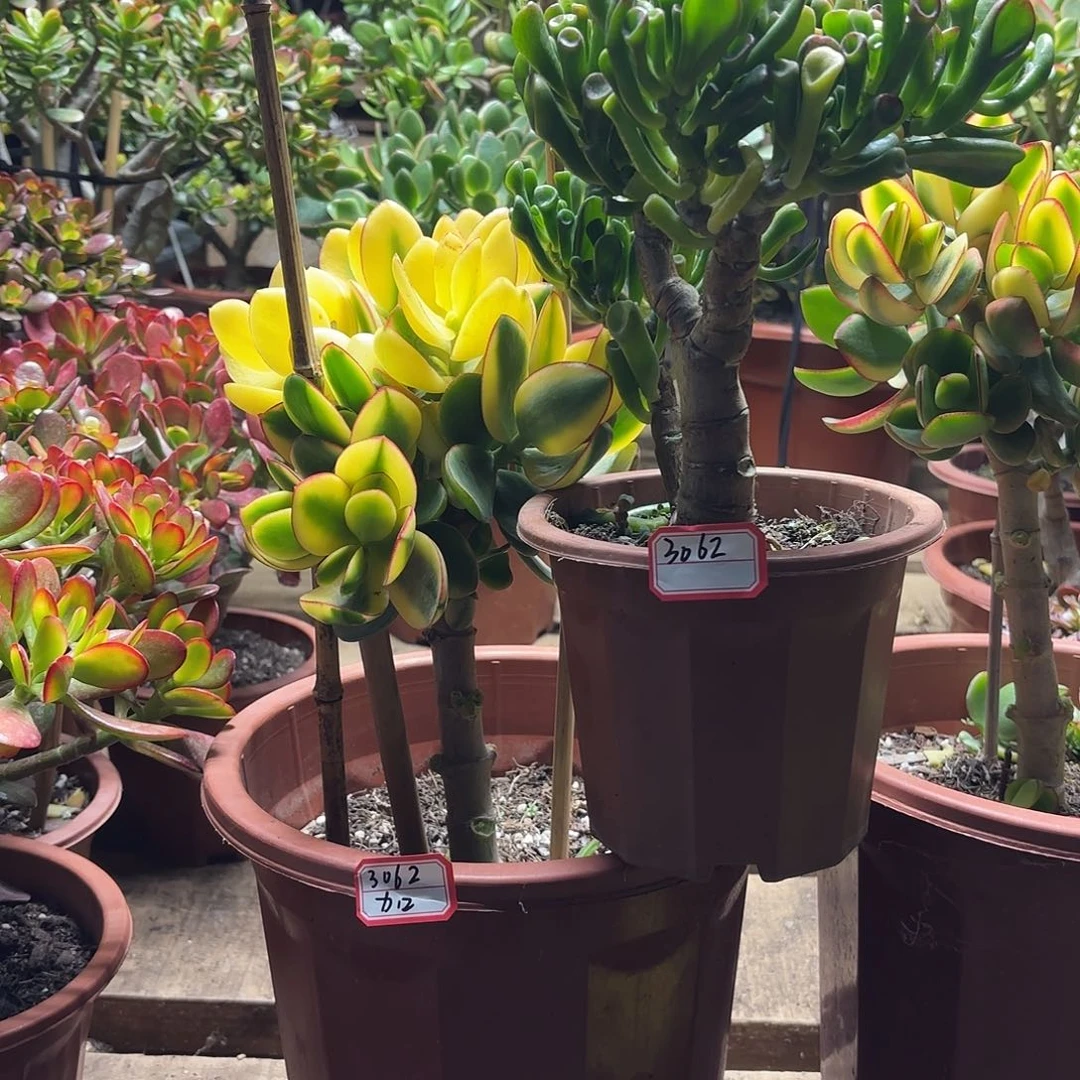 3062新花开，财小马踢