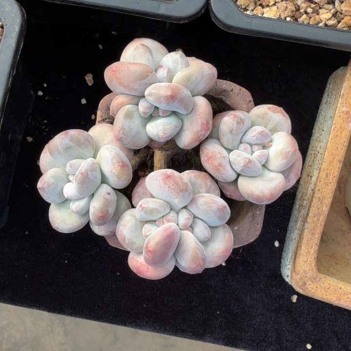 周***菜9厘米左右一物一拍无砍