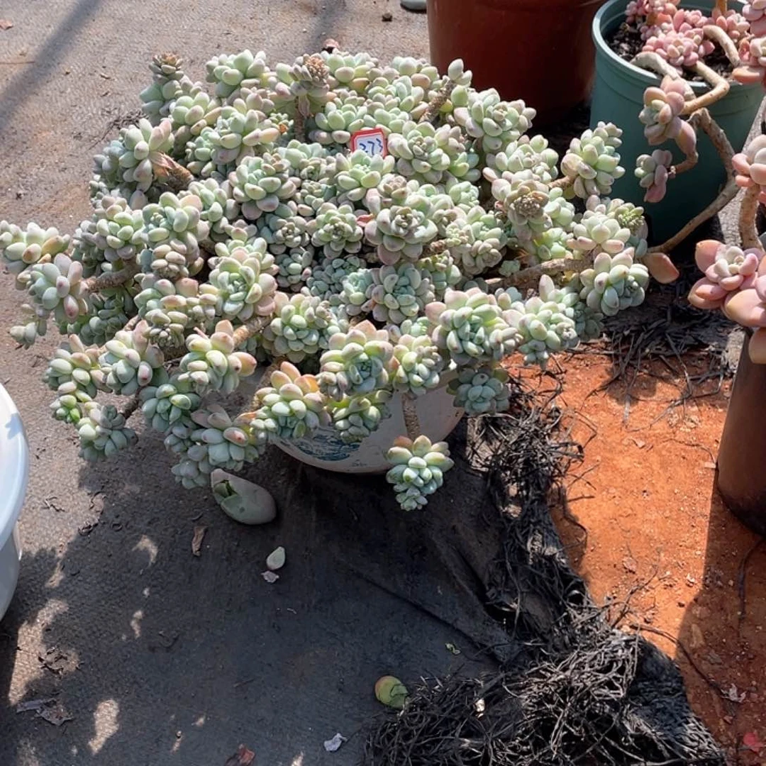 273劳尔 一物一拍多肉