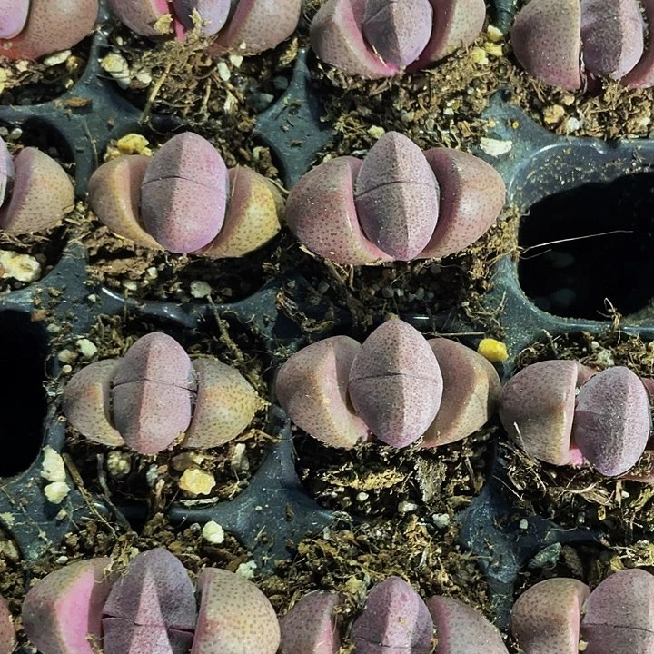 小紫元宝3.8带土发