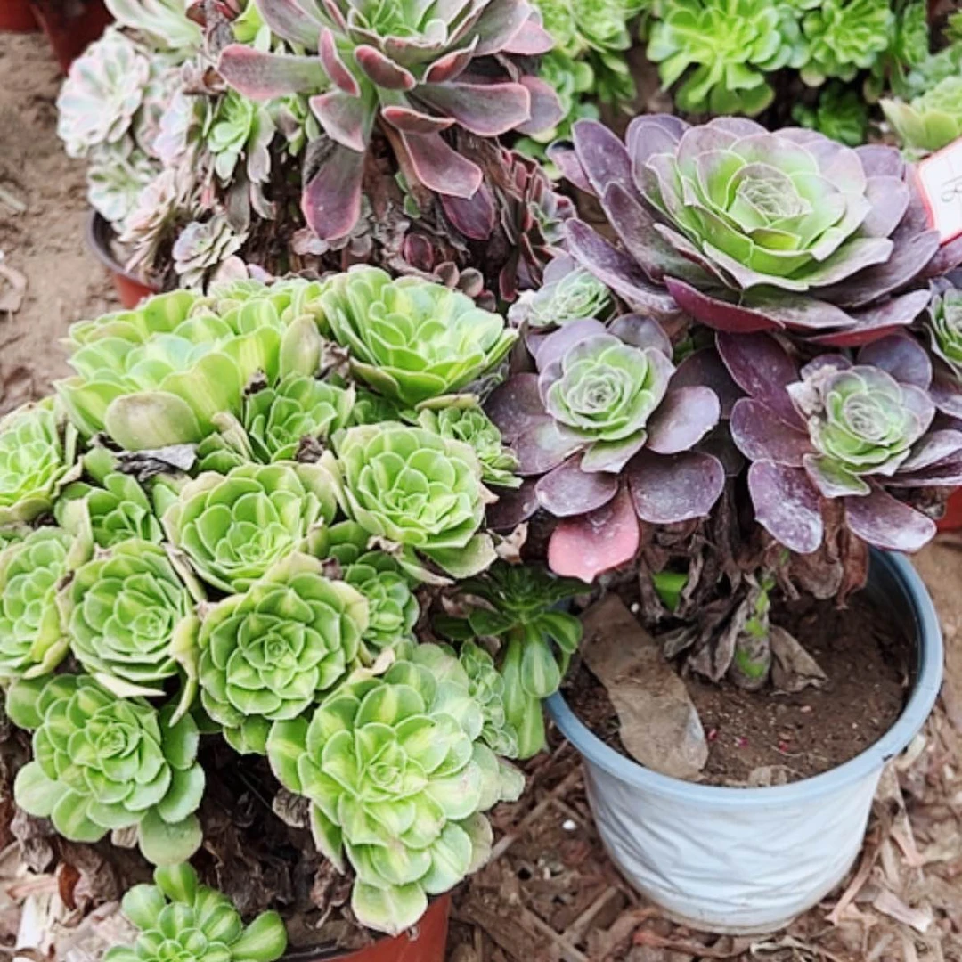 【闪购商品】无花朵莲**?18号套餐3颗多肉植物