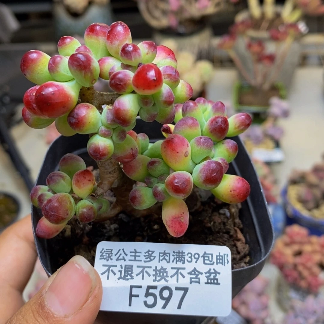 597乙女心多肉7c m