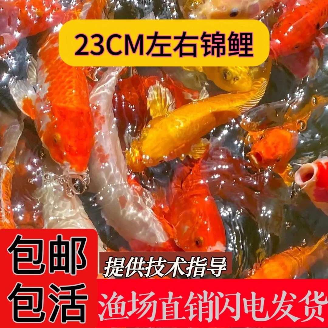 精品锦鲤冷水观赏鱼淡水中小型观赏鱼好养包活包邮