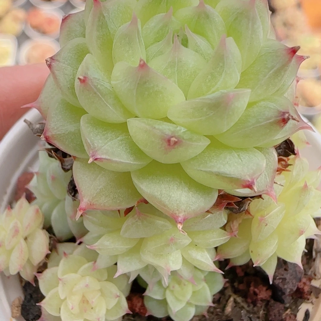 花语多肉1222-161散海王